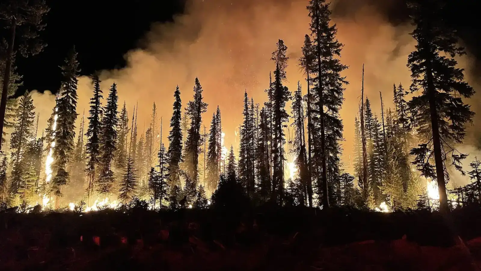 A wildfire moving through a conifer forest at night